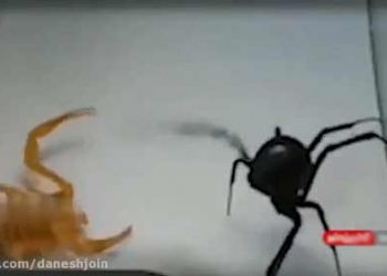 نبرد مرگبار عقرب طلایی و عنکبوت سیاه