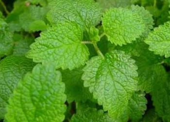 بادرنجبویه گیاهی برای در امان ماندن از هرگونه باکتری و ویروس