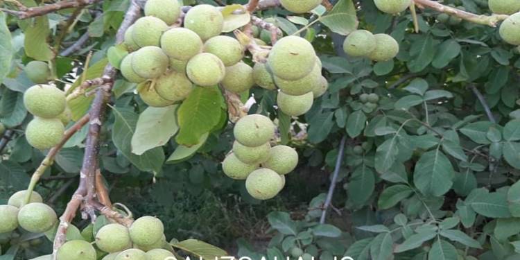 باغداران خبره کدامیک را انتخاب میکنند؟ نهال گردو ژنوتیپ یا نهال گردو پیوندی.