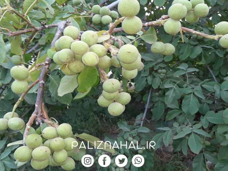 باغداران خبره کدامیک را انتخاب میکنند؟ نهال گردو ژنوتیپ یا نهال گردو پیوندی.