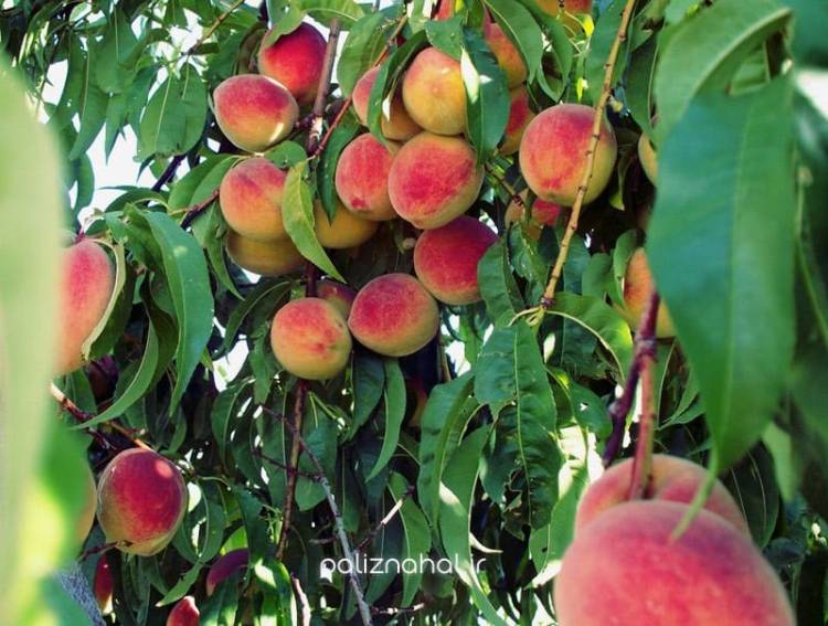 عواملی که درختان هلو و شلیل را تهدید می کنند!