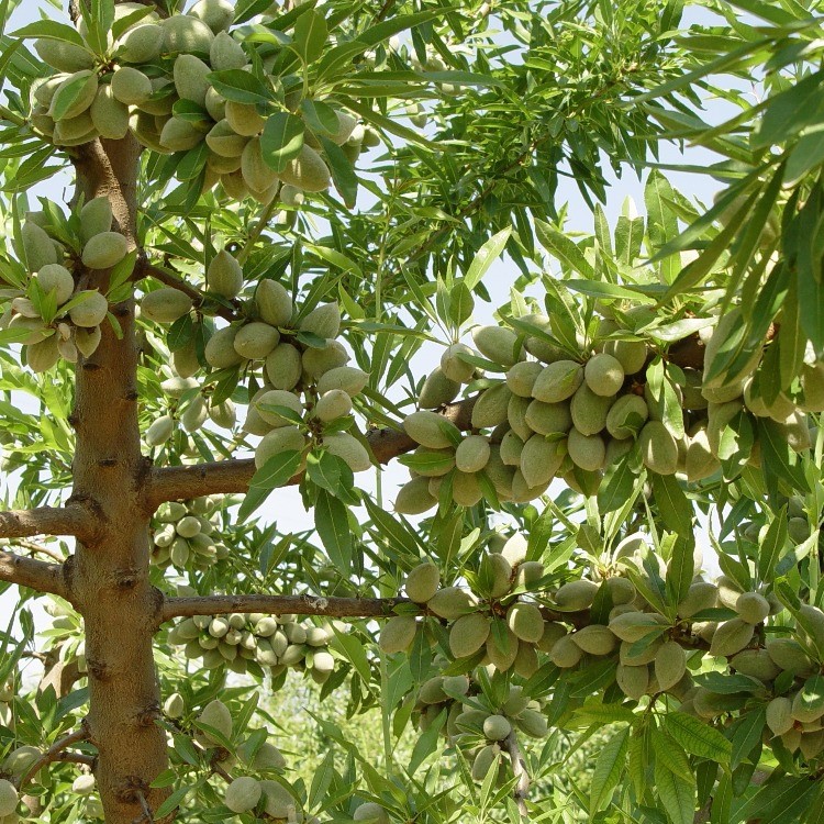 با رکوردار تولید نهال در سنندج آشنا شوید