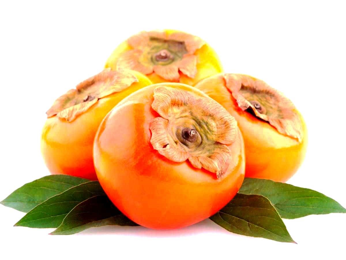بهترین زمان کاشت نهال خرمالو در باغ چه زمانی است؟