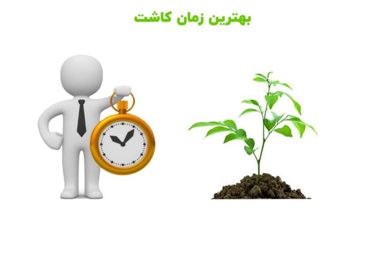 بهترین زمان کاشت نهال خرمالو در باغ چه زمانی است؟