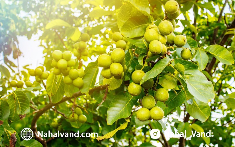 نهال گردو ژنوتیپ