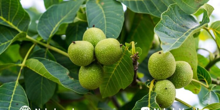 نهال گردو اسرائیلی