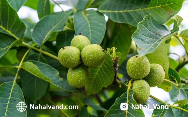 نهال گردو اسرائیلی