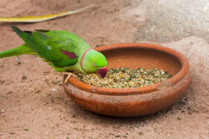 تغذیه مناسب برای حیوانات خانگی: هر حیوان به چه غذایی نیاز دارد؟
