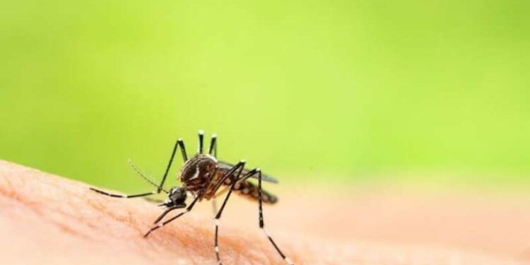 دستگاه دفع حشرات، راهحل موثر برای رهایی از مزاحمتها