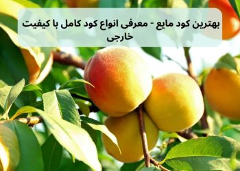 تصویر درختی پر از میوه تازه که از بهترین کود مایع خارجی را کوددهی کرده است.