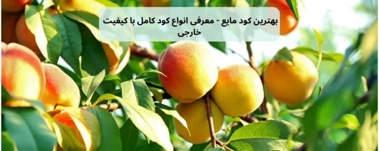 تصویر درختی پر از میوه تازه که از بهترین کود مایع خارجی را کوددهی کرده است.