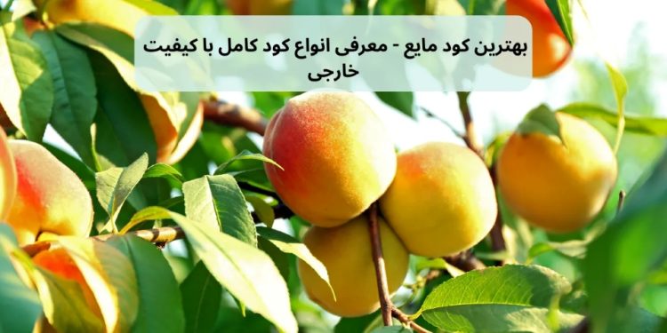 تصویر درختی پر از میوه تازه که از بهترین کود مایع خارجی را کوددهی کرده است.