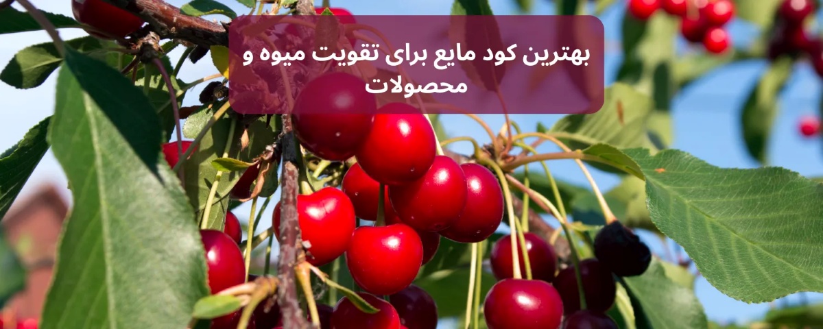 تصویر گیلاسهای باکیفیت و بازارپسند که با کود مایع شوک کوددهی شده اند.