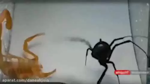 نبرد مرگبار عقرب طلایی و عنکبوت سیاه