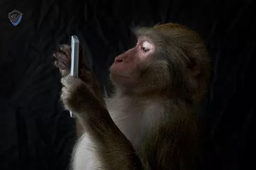 میمون های بالی تلفن همراه گردشگران را در عوض غذا به گروگان می گیرند