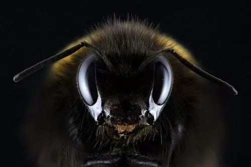 هوش مصنوعی زنبور عسل ایده ای برای بکار گیری در مسیریابی