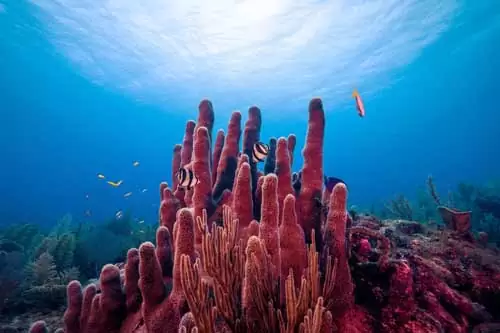 مرجان‌ها و سلامت صخره های مرجانی با میکروب های لزج