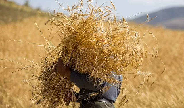 آیا می‌توانیم در تولید گندم خودکفا شویم؟