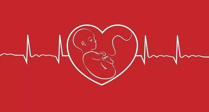 برای تشکیل قلب جنین چه بخوریم؟