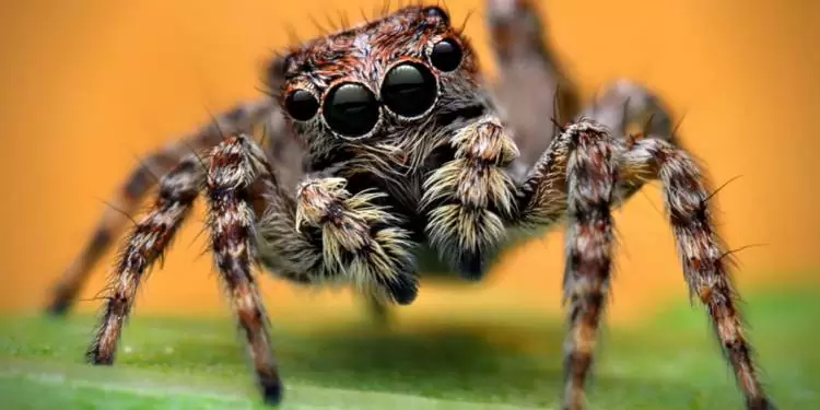عنکبوت‌ ها در مجموعه‌ ای از اطلاعات نادرست گرفتار شده اند