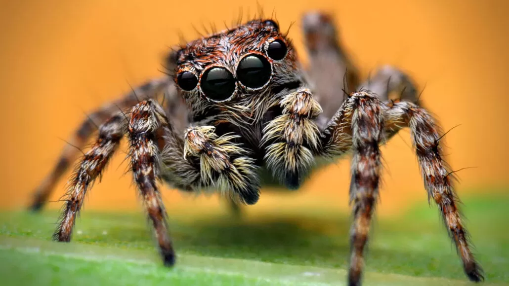 عنکبوت‌ ها در مجموعه‌ ای از اطلاعات نادرست گرفتار شده اند