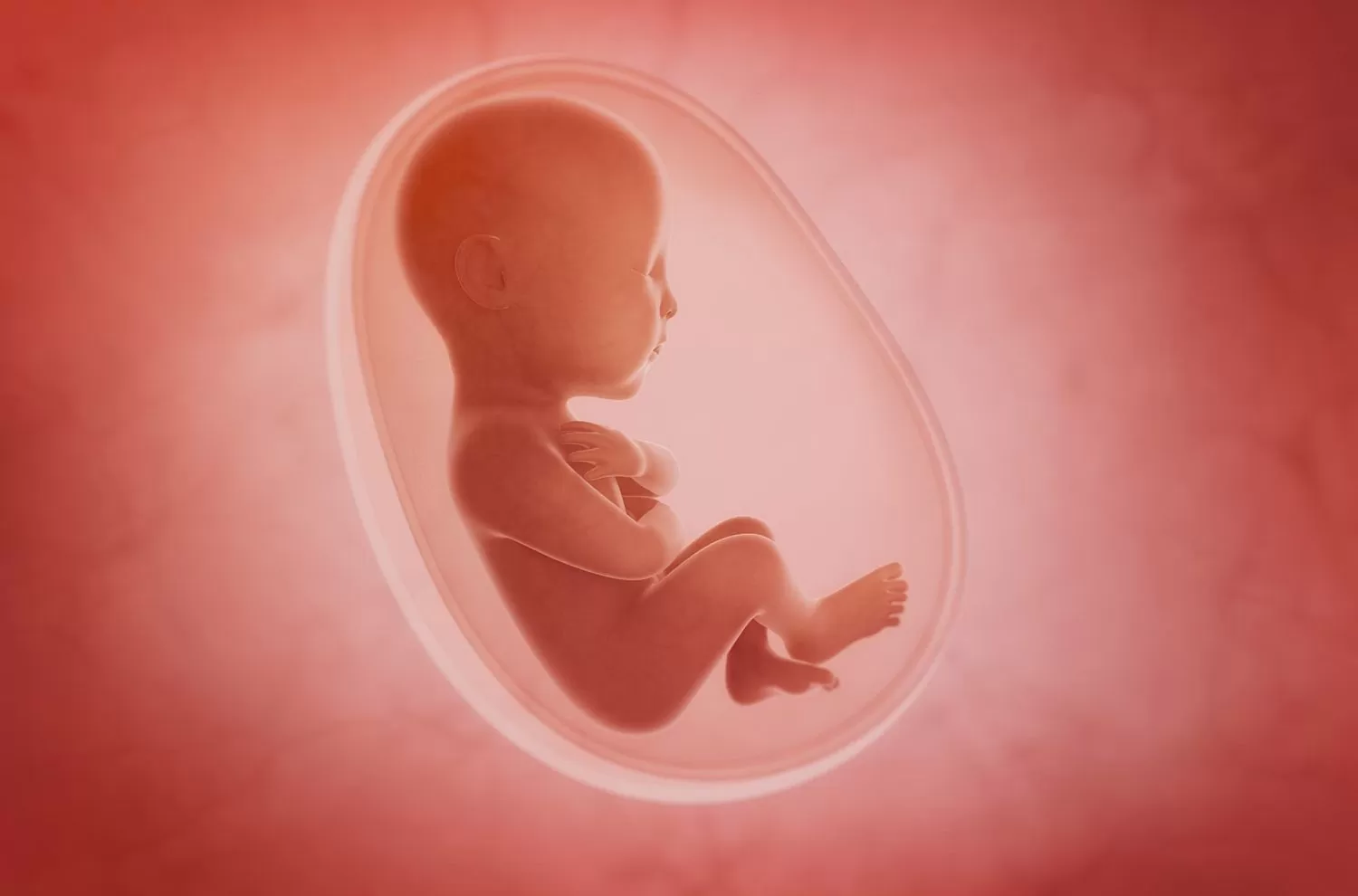 زمان تشکیل قلب جنین در چندمین هفته بارداری است؟